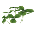 Clover - Pikmin 2