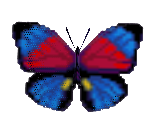 Agrias Butterfly - Animal Crossing: City Folk