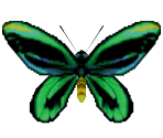 Birdwing Butterfly - Animal Crossing: City Folk