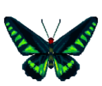 Raja Brooke Butterfly - Animal Crossing: City Folk