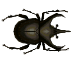 Atlas Beetle - Animal Crossing: City Folk