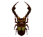 Cyclommatus Beetle - Animal Crossing: City Folk