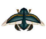 Diving Beetle - Animal Crossing: City Folk