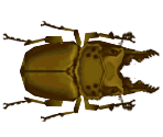 Golden Stag Beetle - Animal Crossing: City Folk