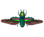 Jewel Beetle - Animal Crossing: City Folk