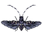Longhorn Beetle - Animal Crossing: City Folk