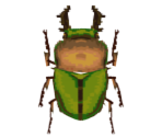 Rainbow Stag Beetle - Animal Crossing: City Folk