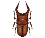 Saw Stag Beetle - Animal Crossing: City Folk