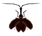 Violin Beetle - Animal Crossing: City Folk