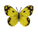 Yellow Butterfly - Animal Crossing: City Folk