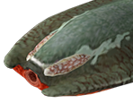 Gigginox - Monster Hunter Tri