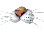 Tiger Nose - LittleBigPlanet