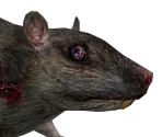 Rat - Metro 2033