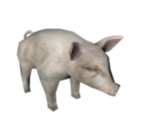 Pig - Harry Potter & the Chamber of Secrets