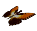 Butterfly - Harry Potter & the Philosopher's Stone