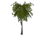 Birch Trees - Harry Potter & the Chamber of Secrets
