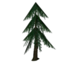 Fir Trees - Harry Potter & the Chamber of Secrets