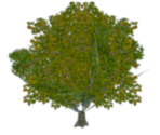 Maple Tree - Harry Potter & the Chamber of Secrets