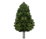 Trees (Flat) - Harry Potter & the Chamber of Secrets