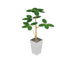 Bombax Elipticum - MySims Kingdom