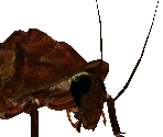 Radroach - Fallout 3