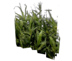 Rabbit Grass - Harry Potter & the Prisoner of Azkaban