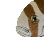 Spadefish - Zoo Tycoon 2
