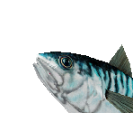 Atlantic Mackerel - Zoo Tycoon 2