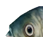 Herring - Zoo Tycoon 2