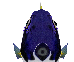 Powder Blue Tang - Zoo Tycoon 2