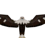 Eagle - Madagascar: Escape 2 Africa
