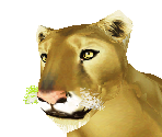 Lion Female - Zoo Tycoon 2