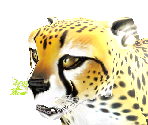 Cheetah - Zoo Tycoon 2