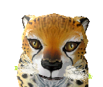 Cheetah Baby - Zoo Tycoon 2