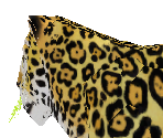 Jaguar Baby - Zoo Tycoon 2