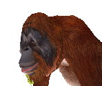 Orangutan Male - Zoo Tycoon 2
