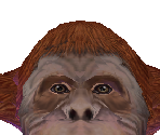 Orangutan Female - Zoo Tycoon 2