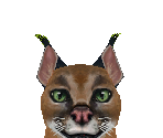 Caracal Baby - Zoo Tycoon 2