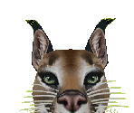 Caracal - Zoo Tycoon 2