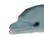Bottlenose Dolphin Baby - Zoo Tycoon 2