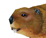 American Beaver Baby - Zoo Tycoon 2