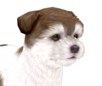 Maltese - Nintendogs + Cats