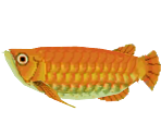 Arowana - Animal Crossing: New Leaf