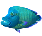 Napoleonfish - Animal Crossing: New Leaf