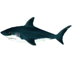 Shark - Animal Crossing: New Leaf