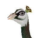 Common Peafowl Female - Zoo Tycoon 2