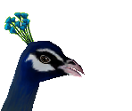 Common Peafowl Baby - Zoo Tycoon 2