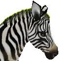 Common Zebra Male - Zoo Tycoon 2