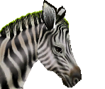 Common Zebra Female - Zoo Tycoon 2