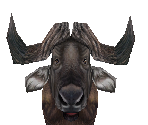 African Buffalo Male - Zoo Tycoon 2